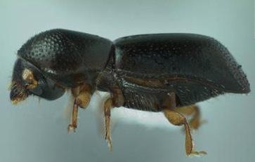 Figure 2. Red ambrosia beetle.